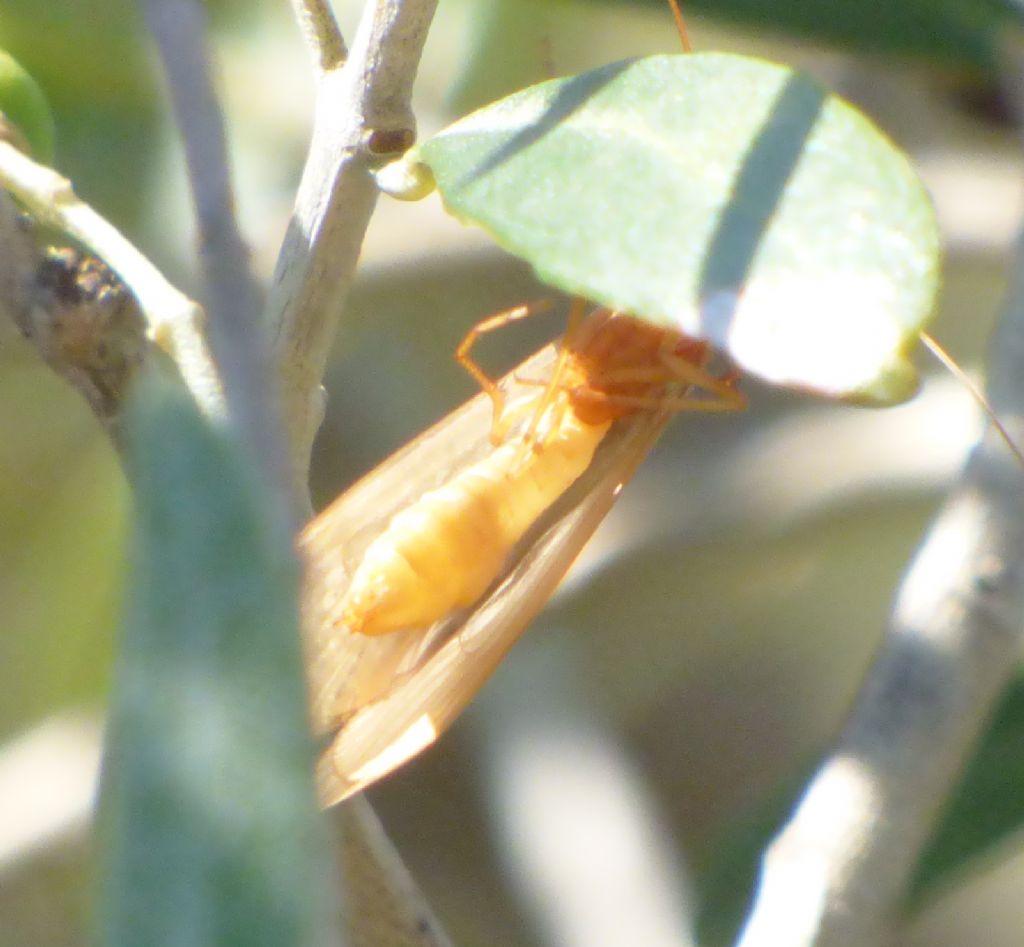 Tricottero Limnephilidae